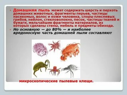 Что делает пылевой клещ