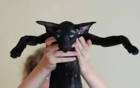 Кот похожий на летучую мышь
