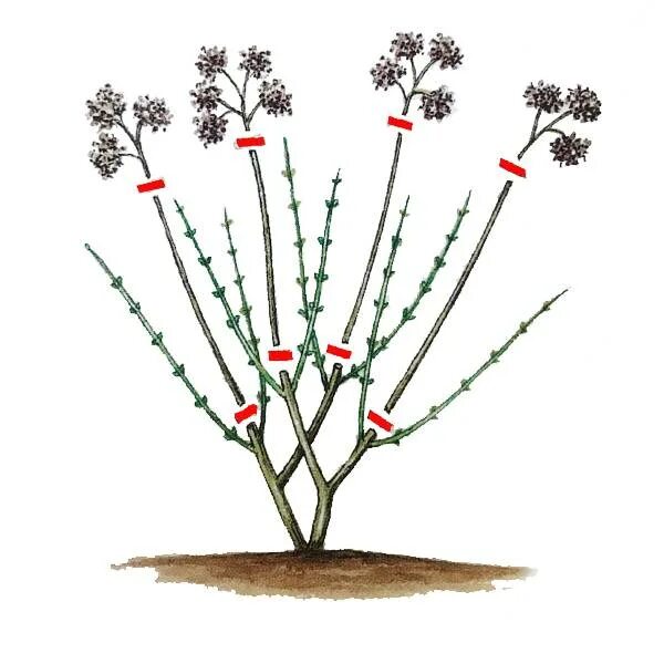 Обрезка метельчатой гортензии осенью. Обрезка метельчатой гортензии весной. Обрезка гортензии метельчатой. Обрезка гортензии метельчатой весной для новичков