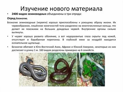 Gerobatrachus является сестринским таксоном для отряда безногие