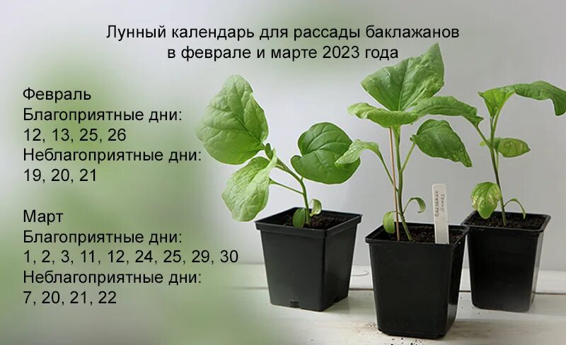 Календарь рассады на 2023. Календарь посадки семян на рассаду в 2023 году. Высадка рассады в 2023 году. Дни посадки рассады в феврале. Пересадка перца в марте 2024 по лунному