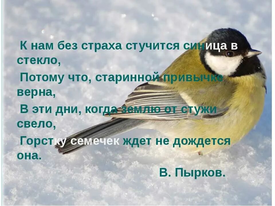 Почему птица стучит в окно. Синичка стучит в окно примета. Приметы про синичек. Синица в окно стучится примета. Примета если синица постучала в окно.