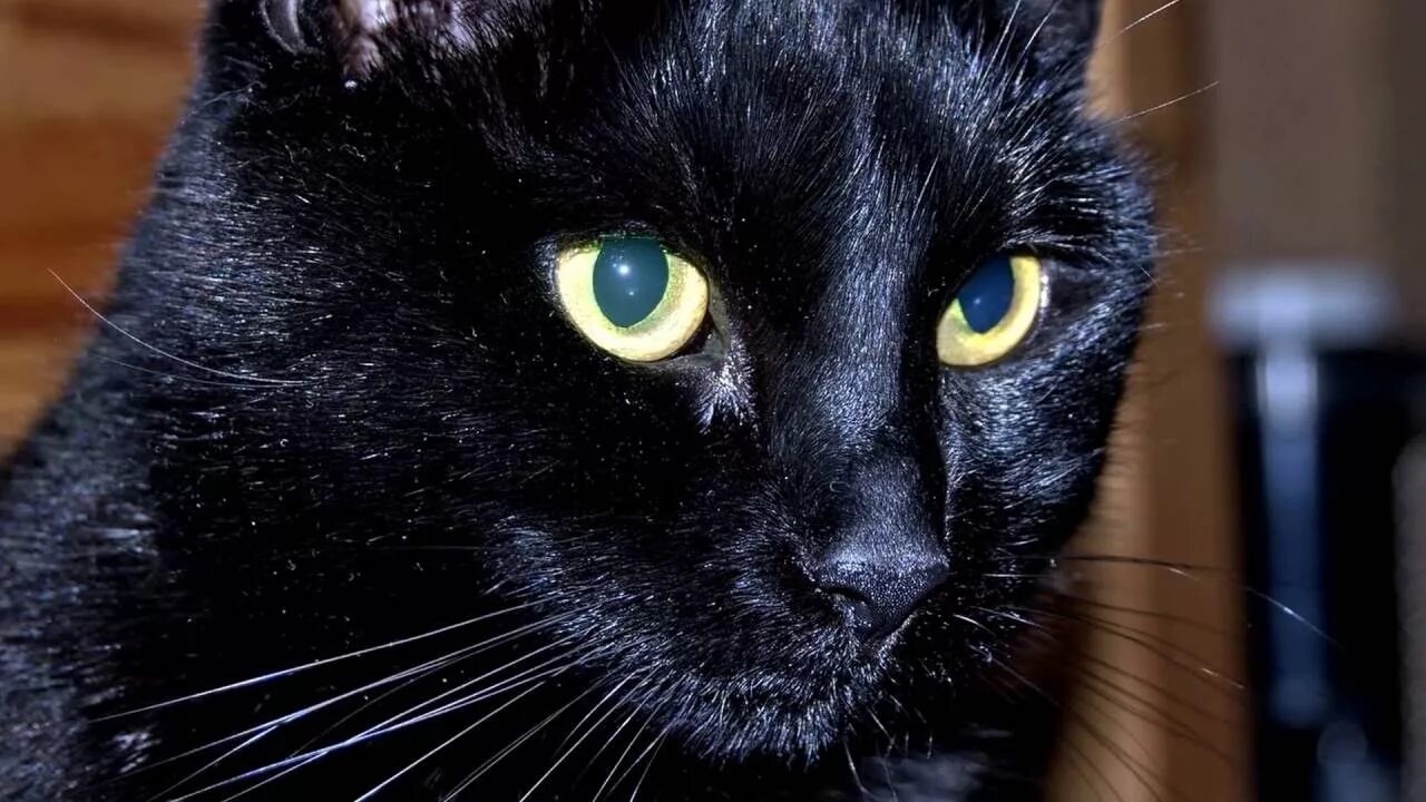 Кот с желтыми глазами порода. Кошка Бомбейская пантера. Чёрная кошка порода Бомбейская. Порода кошек Бомбейская кошка. Чёрные бомбейские котята.
