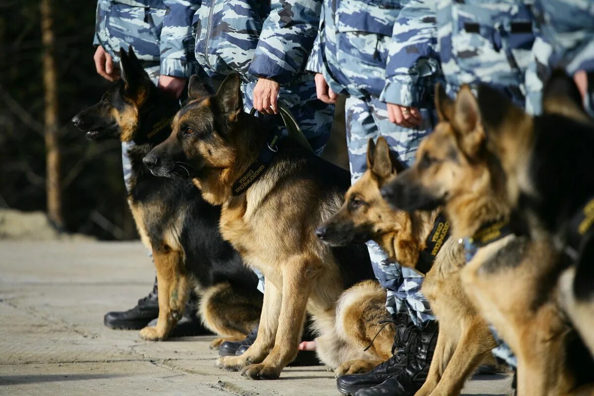 Служебные собаки кинологов. Служебные собаки МВД России. ФСИН России служебные собаки. Немецкая овчарка ФСИН. Кинолог МВД.