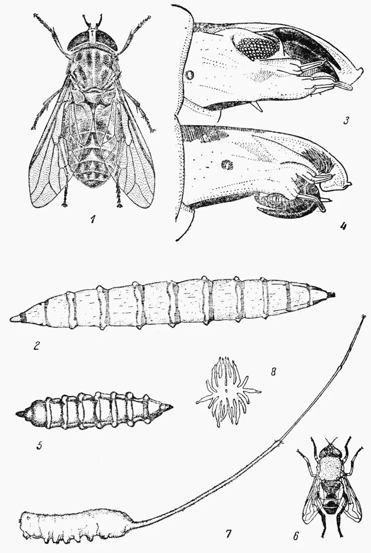 Личинки подкожного овода. Подкожный овод строение. Овод тип развития. Жизненный цикл слепня схема. Овод насекомое личинка.