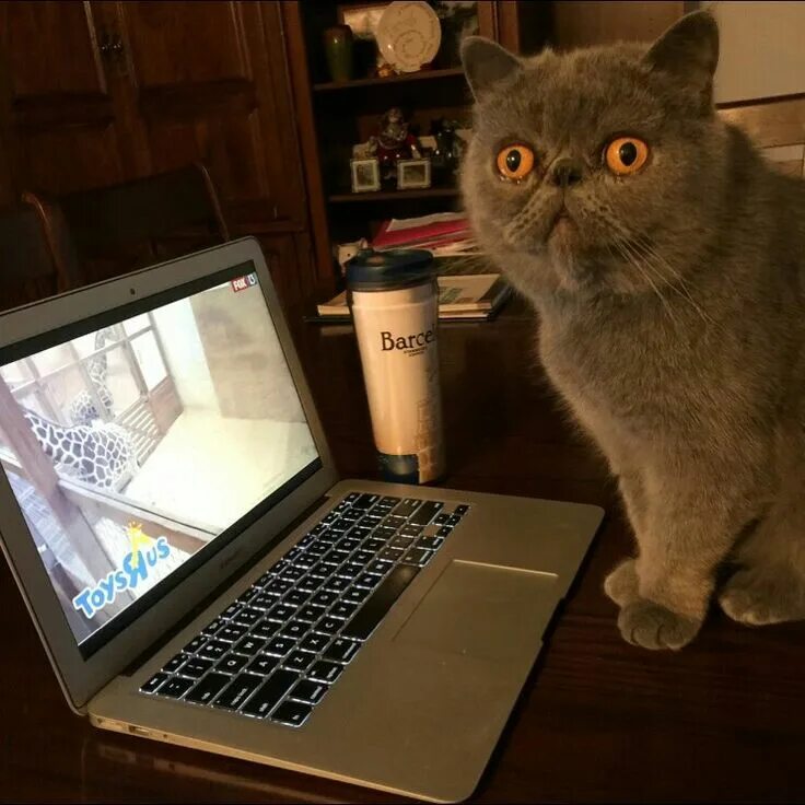 Кот программист. Кот Компьютерщик. Коты программисты. Айтишник с котами.
