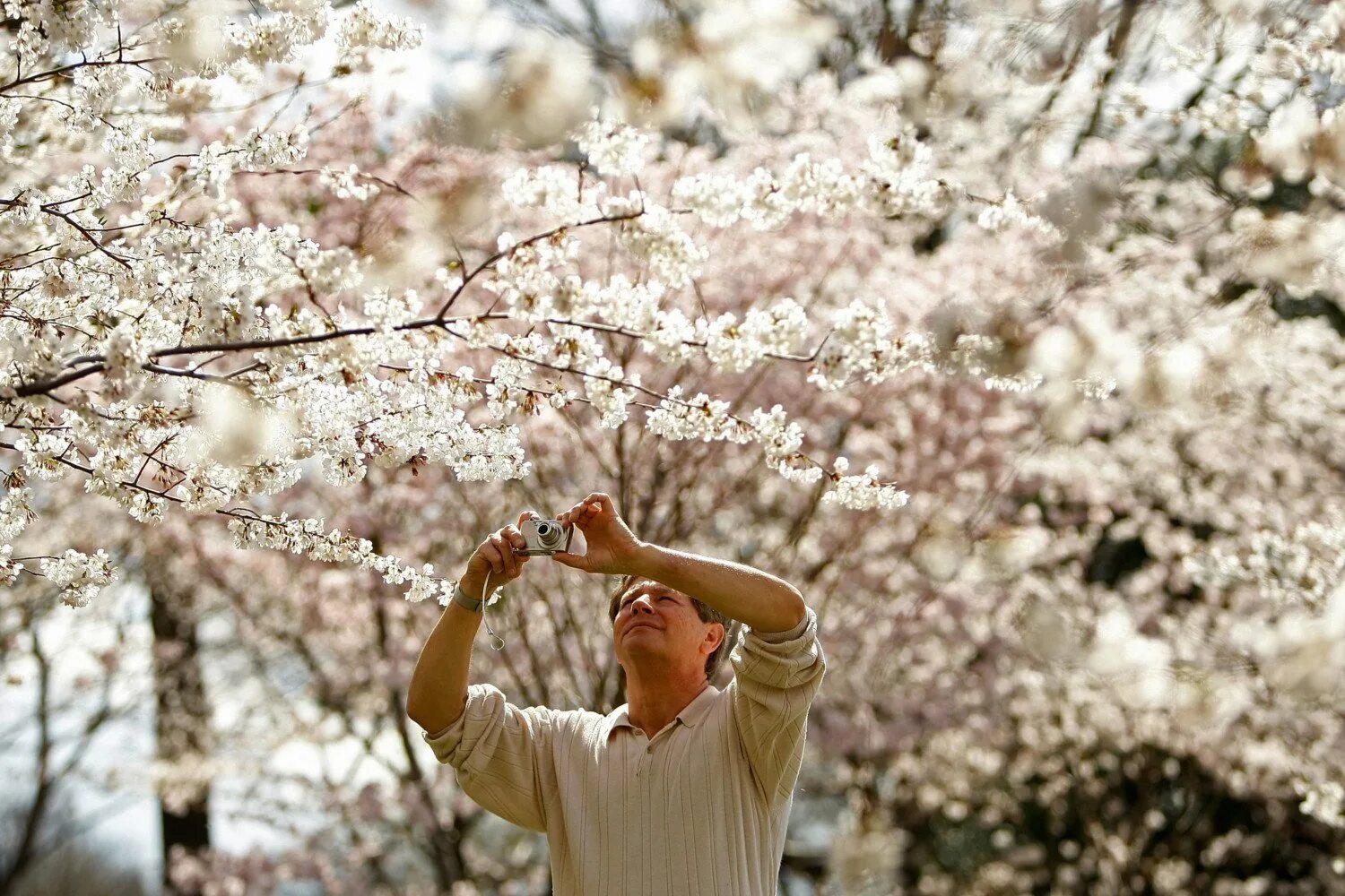 International Cherry Blossom Festival. The Cherry Blossom Festival Вашингтон. Фестиваль цветения Сакуры в Вашингтоне. Национальный фестиваль цветения вишни в Вашингтон.