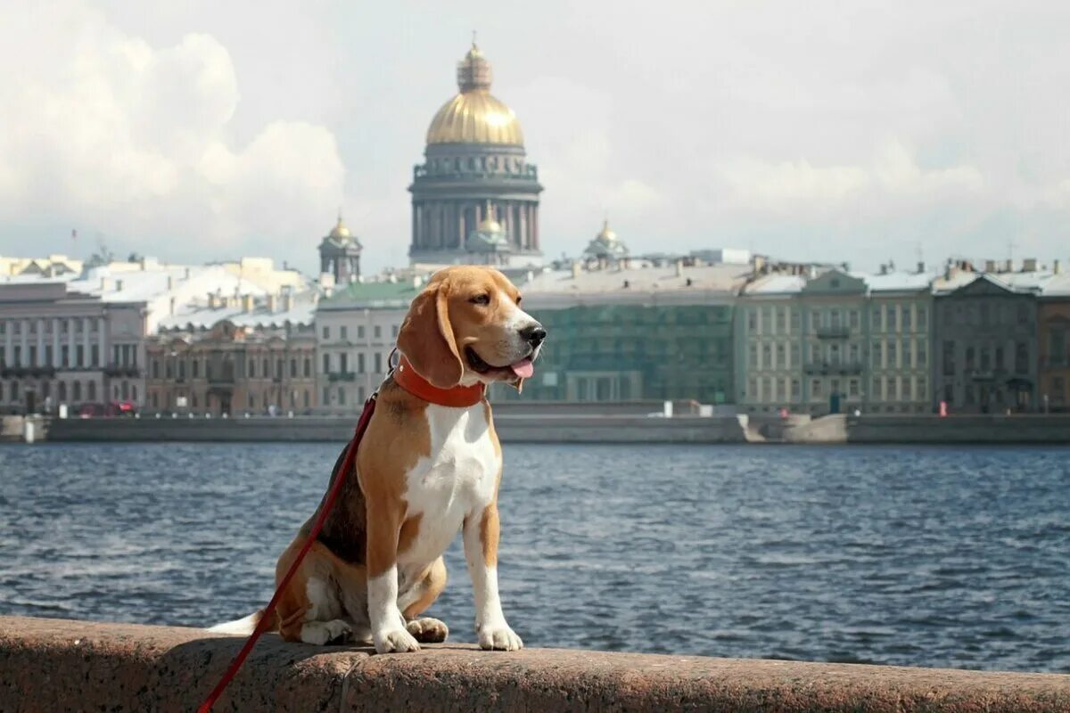 Собак спб отзывы. Собаки Петербурга. Животные на улицах Питера. Питер и собачки. Собака на фоне Питера.