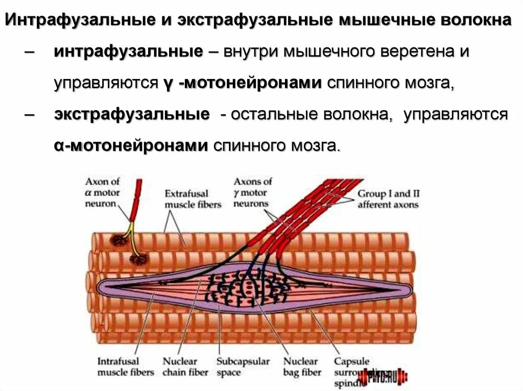 Базальная мембрана мышечного волокна. Экстрафузальные и интрафузальные мышечные волокна. Строение мышечного волокна. Строение мышечного веретена. Мембрана мышечного волокна