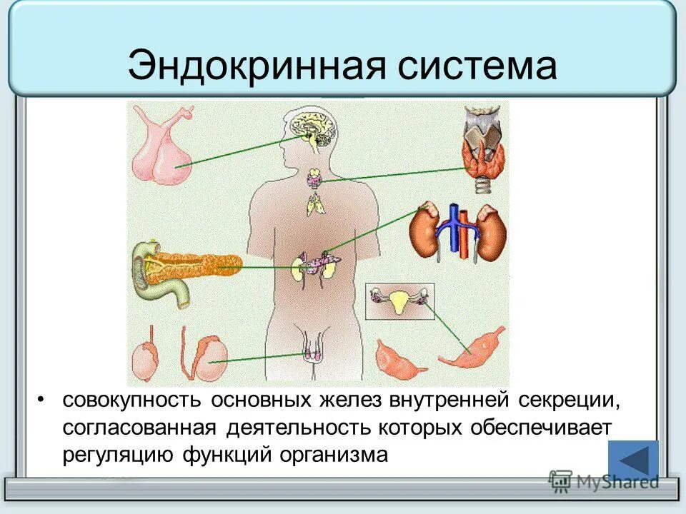 7 функций организма