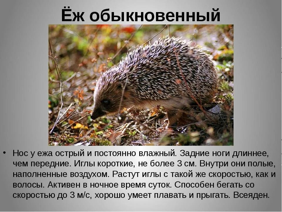 Еж описание. Ёж обыкновенный описание. доклад про ежика. ёж обыкновенный краткое описание. сообщение на тему еж обыкновенный.