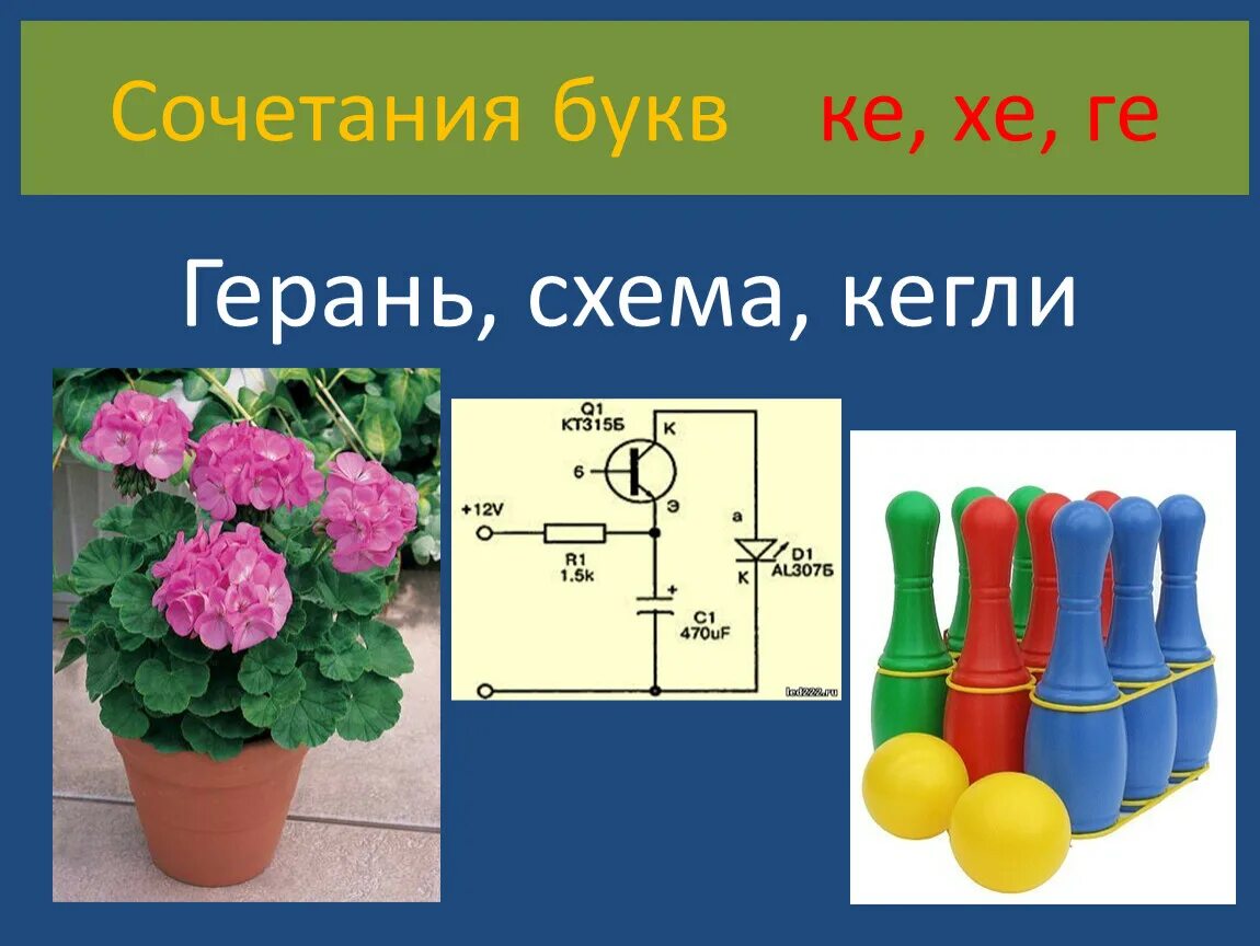 Схема герани. Герань (Pelargonium) схема. Звуковая схема слова герань. Герань сколько звуков. Герань звуки и буквы