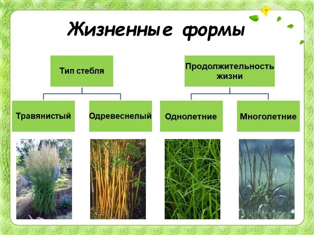 Срок жизни растения. Жизненные формы злаковых. Семейство злаковые жизненные формы. Жизненные формы растений семейства злаковые. Жизненная форма злаковых растений.