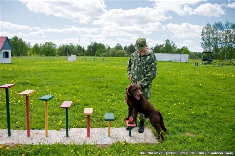 Центральная школа военного собаководства красная звезда. Питомник красная. Питомник красная. Центральная школа военного собаководства красная звезда. Питомник служебного собаководства красная звезда.