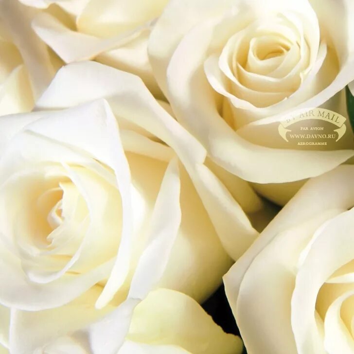 Открытка с днем рождения белые розы женщине. Открытки с днем рождения белые розы. Открытки с белыми розами. Красивые белые розы. Открытки с днём рождения женщине белые розы.