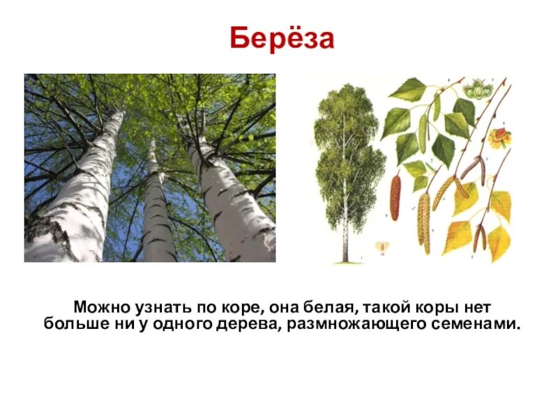 Береза по окружающему миру. Презентация о берёзе 4 класс. Ствол березы. Береза картинка с описанием. Березка 4 класс