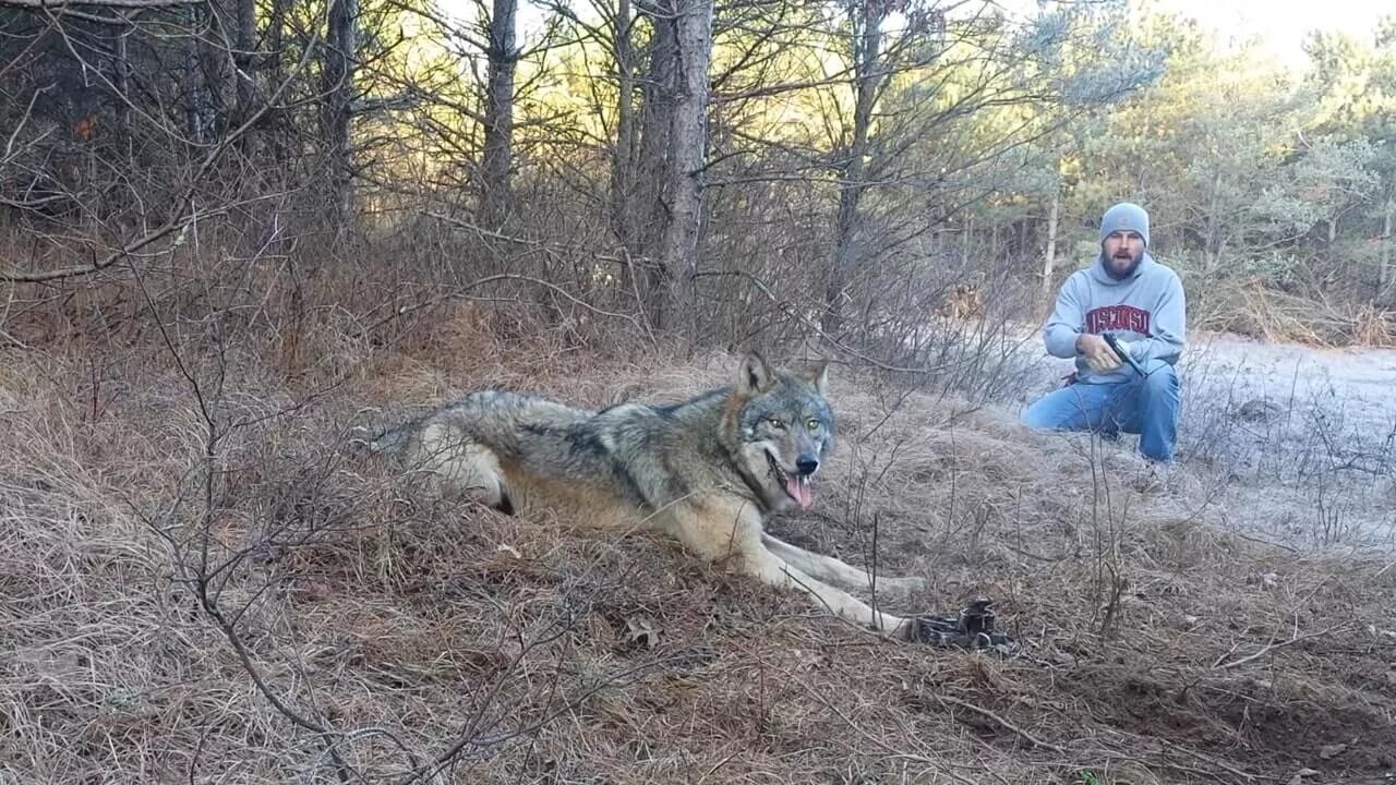 Медведь медведица медвежонок. Медведь в лесу. Охота на бурого медведя в тайге. Кабан в лесу. Охота на медведя и лося с лайками в тайге.