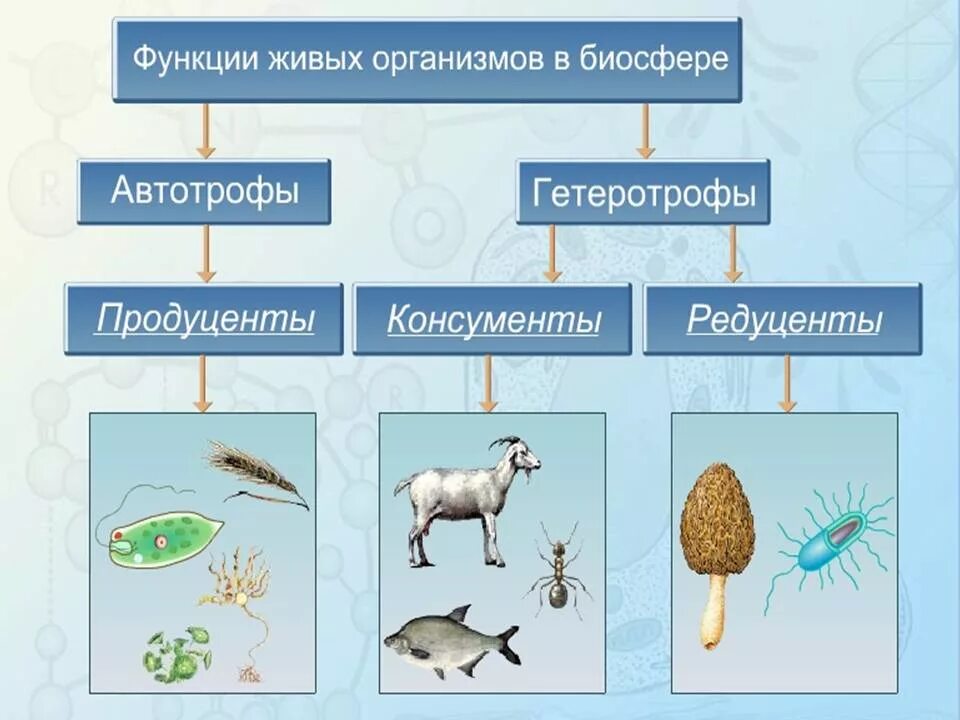 Живые организмы определяют состав. Пищевая цепочка продуценты консументы. Цепь питания продуценты консументы редуценты. Пищевая цепь питания редуценты консументы. 1) Продуценты 2) консументы 3) редуценты.