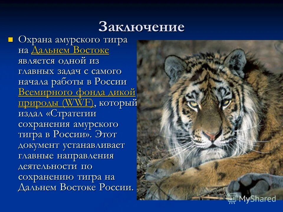 Каковы главные особенности природы дальнего востока. Презентация по теме Амурский тигр. Дальний Восток Амурский тигр. Меры сохранения Амурского тигра. Меры охраны Амурского тигра.