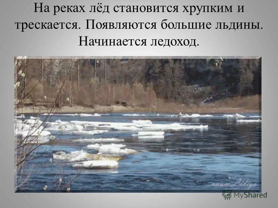 Весенний ледоход. С вербова ледоход. Балта ледоход. Ледоход хабаровск. Ледоход волхов великий новгород апрель 2022.
