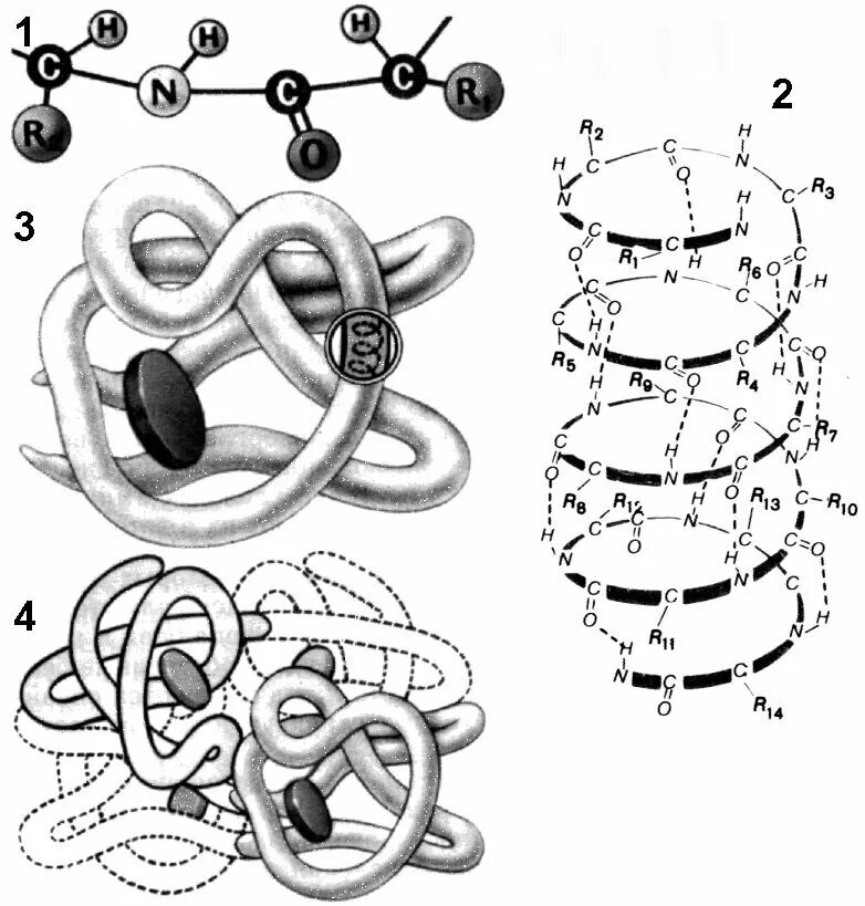 Схемы белков. Белковая молекула третичная структура. Структура белка строение белковой молекулы. Первичная структура белка вторичная структура. Первичная структура белковых молекул.