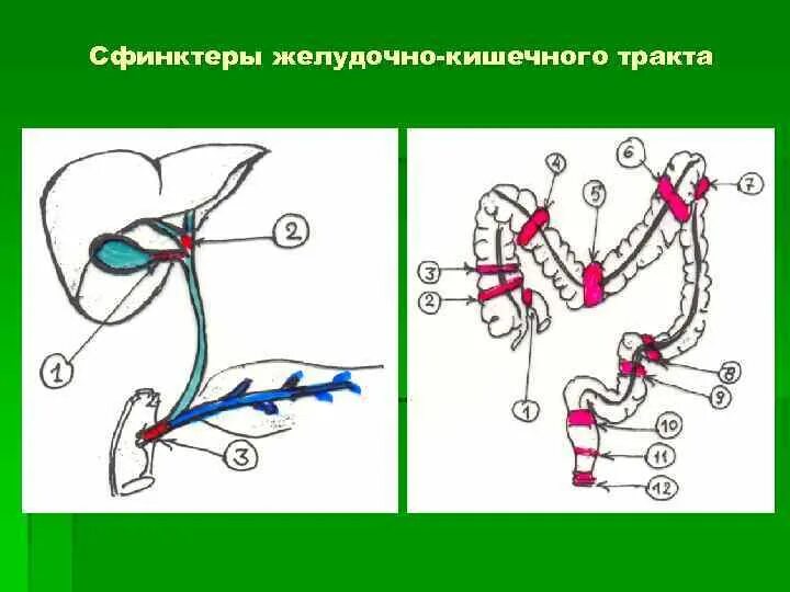 Сфинктеры пищеварительного канала. Сфинктеры пищеварительной системы анатомия.