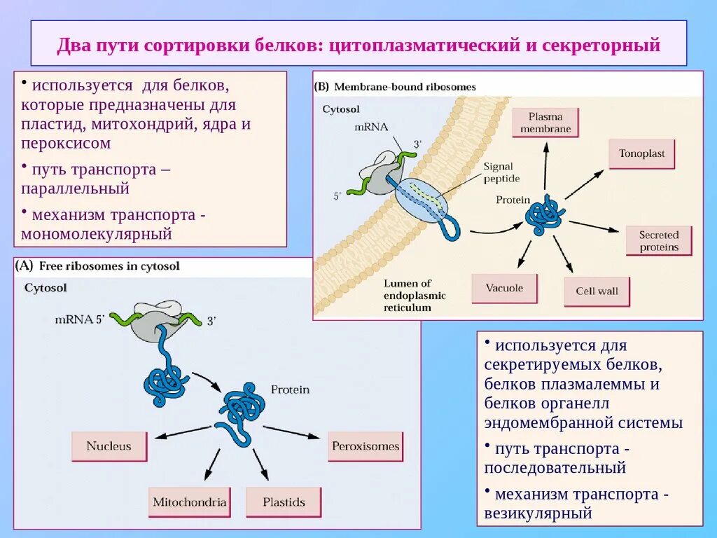 Цитоплазматический путь транспорта белков секреторный. Транспорт белков внутри клетки. Транспорт белков внутри клетки где происходит. Синтез белка в растениях