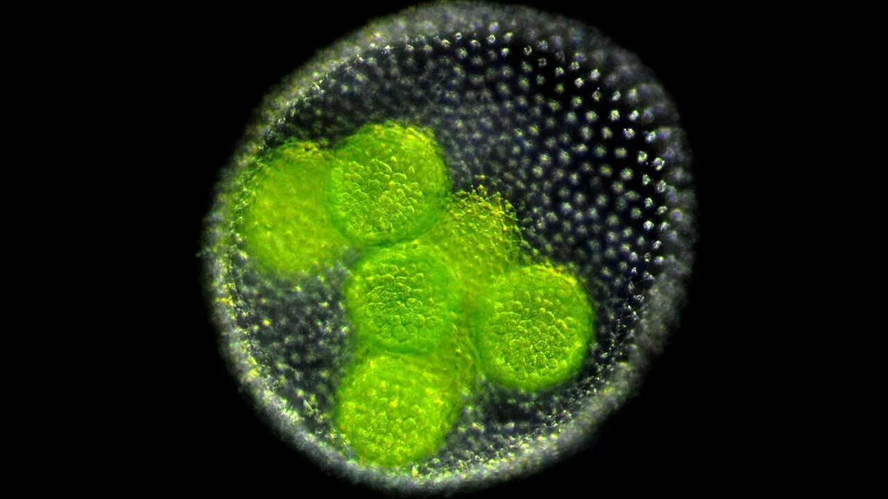 Колониальная одноклеточная водоросль. Колониальные водоросли вольвокс. Зеленые водоросли вольвокс. Одноклеточные зеленые водоросли вольвокс. Вольвокс и Пандорина.