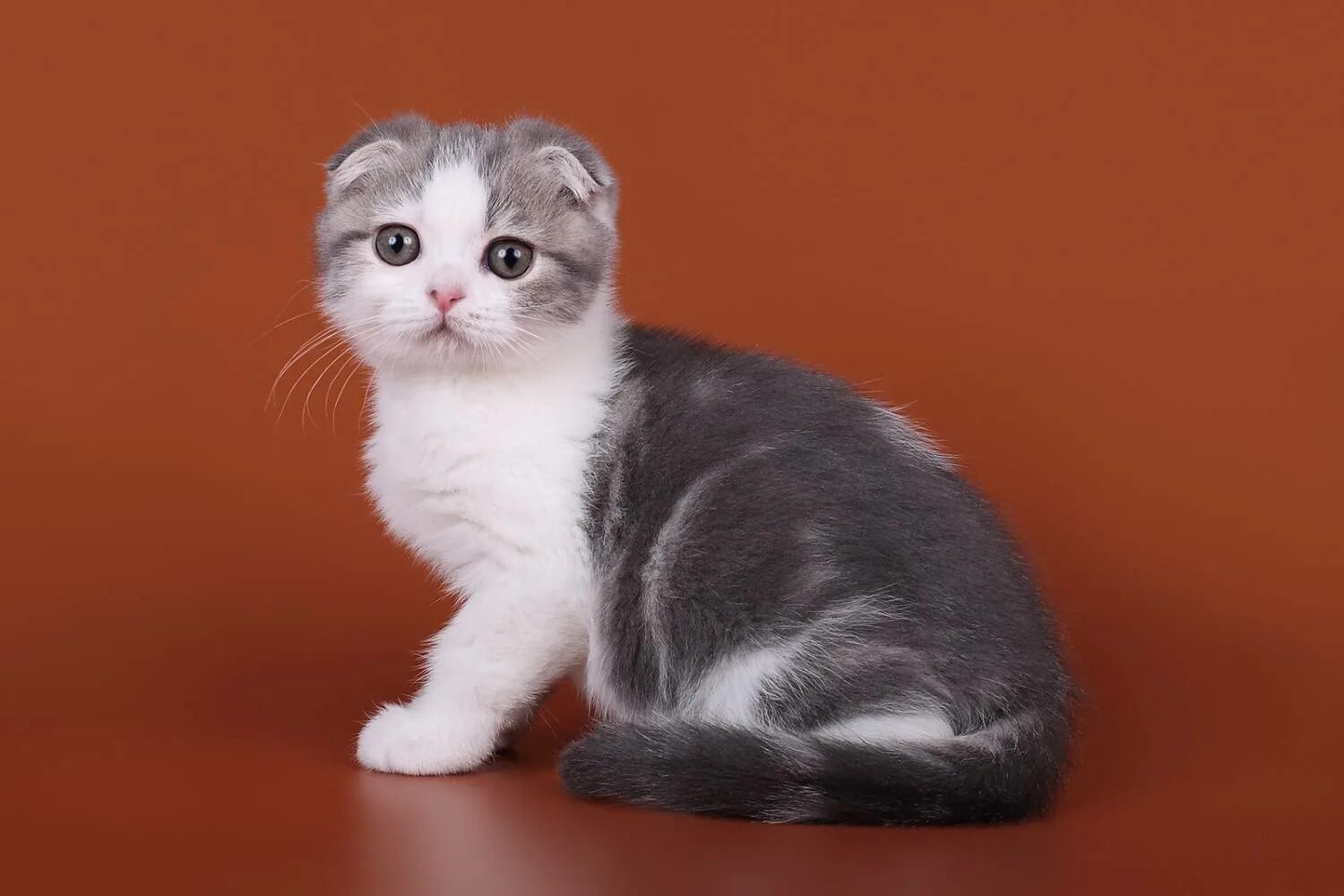 Шотландская вислоухая шиншилла. Шотландская вислоухая кошка. Шотланскаявислоухакошка. Скоттиш фолд грей. Скоттиш фолд кошка.