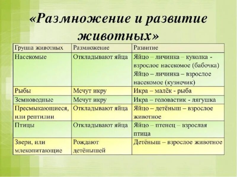 Конспект рост и развитие животных 8 класс