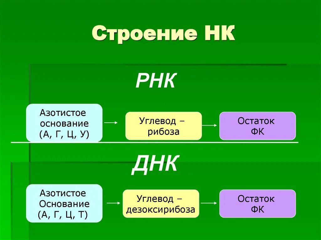 Какое основание не входит в состав рнк. Строение рнк азотистые основания. азотистые основания днк и рнк. азотистые основания рна. трнк озотистое основание.