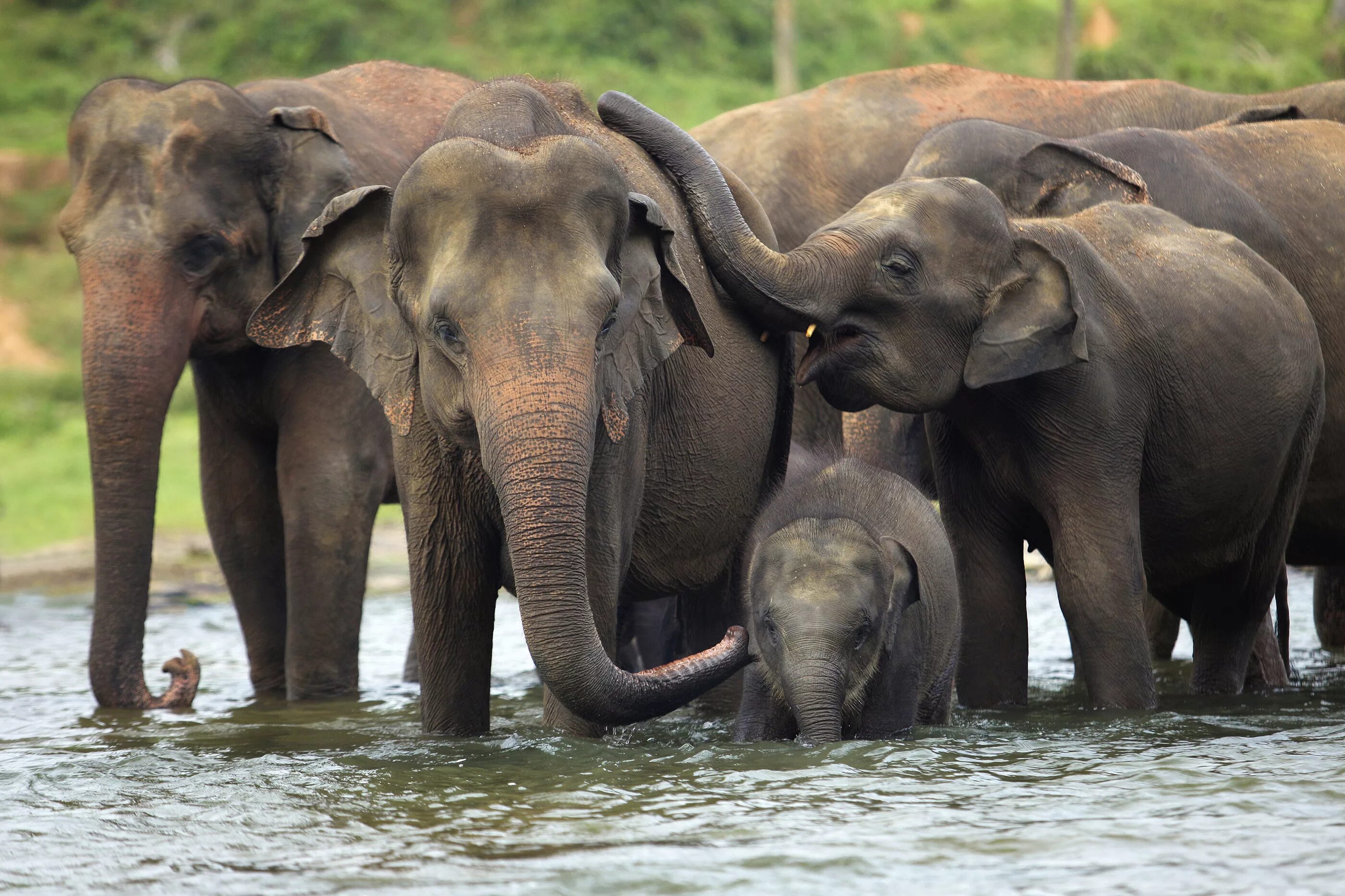Индийские слоны живут. Животные Индии. Индийский слон. Индия природа и животный мир. Индийские слоны.