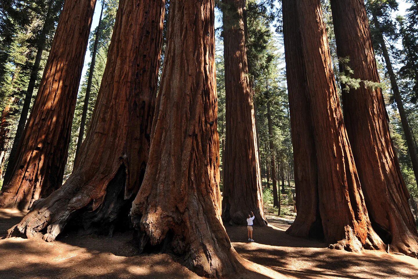 Где растет секвойя на каком. Парк Секвойя Калифорния. Секвойя дерево. Национальный парк Секвойя Северной Америки. Секвойя в национальном парке Редвуд.