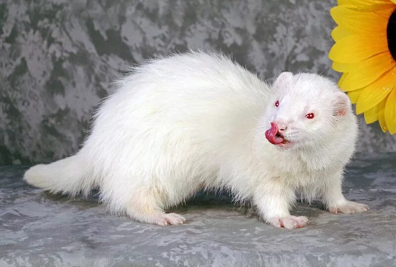 хорек альбинос. фуро: хорьки- альбиносы. хонорик альбинос. хорек альбинос. белый хорек 4.