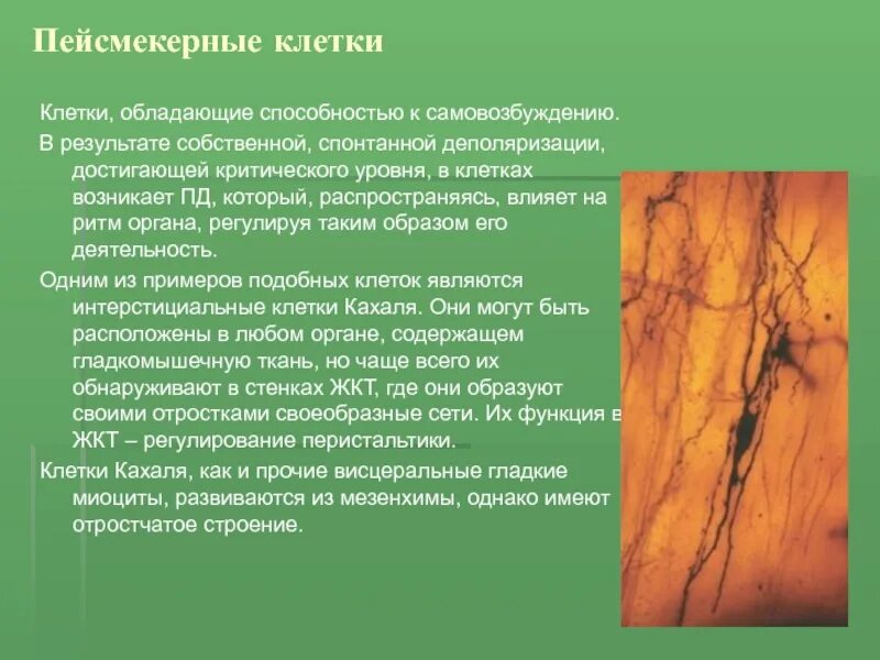 Мышечная ткань человека. Иммунные клетки способные к фагоцитозу. Клетка обладает свойствами. Способность клеток к фагоцитозу. Любая клетка организма обладает способностью к.