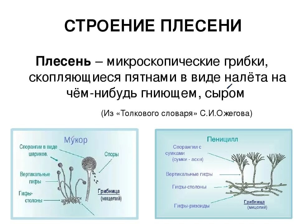 Строение плесневых грибов 7 класс биология