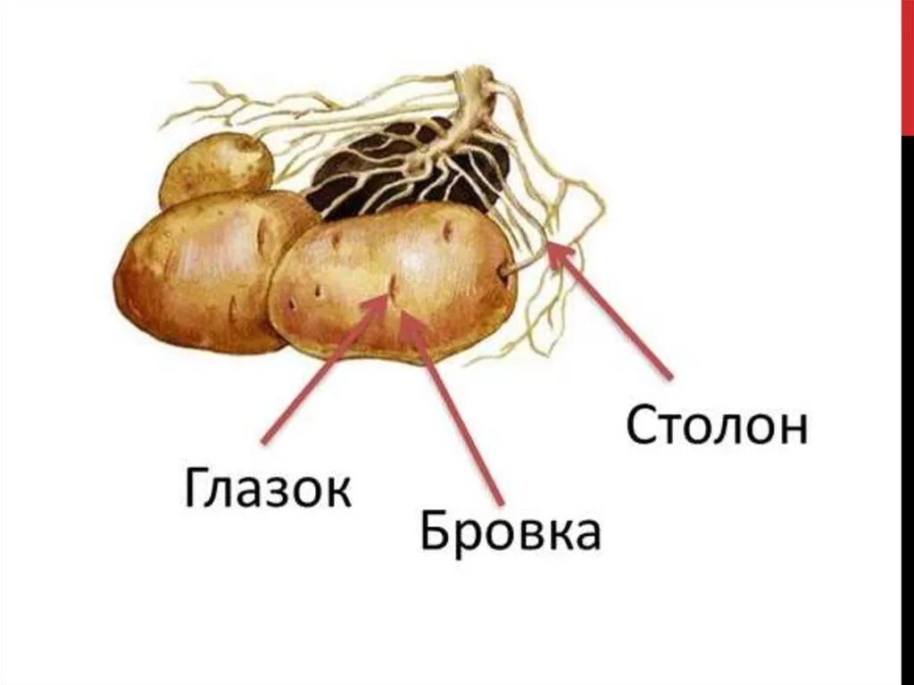 Строение столона картофеля. Строение столона. Столон подземный побег. Клубень картофеля подземный побег. Клубень картофеля на раннем этапе своего развития