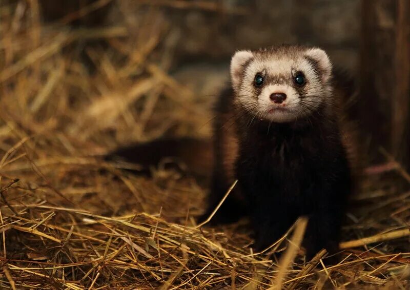 Степной хорек крыма. Хорь лесной mustela putorius. Степной хорек (mustela eversmanni). Амурский степной хорь. Амурский хорь.
