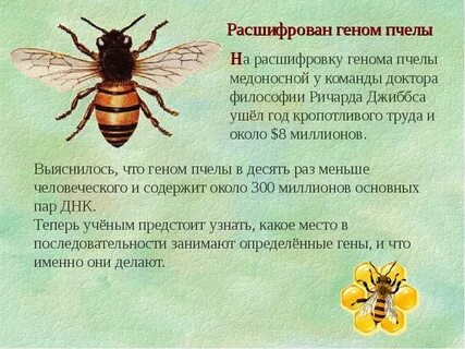 Описание жизни пчел