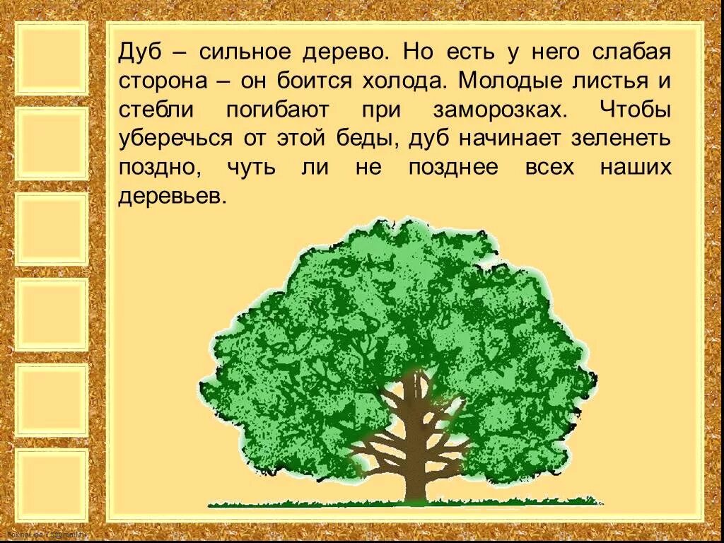 Текст про дуб. Рассказ о дереве. Описание дуба. Дерево для презентации. Информация про дерево дуб для детей.
