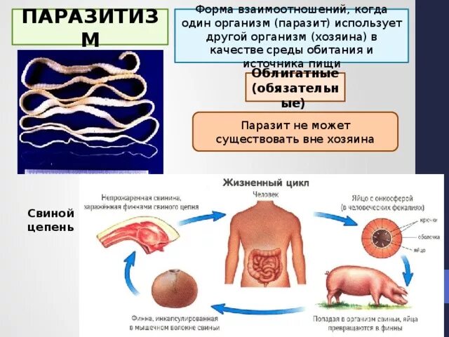 Приспособленность бычьего цепня к среде обитания. Приспособленность бычьего цепня к среде обитания