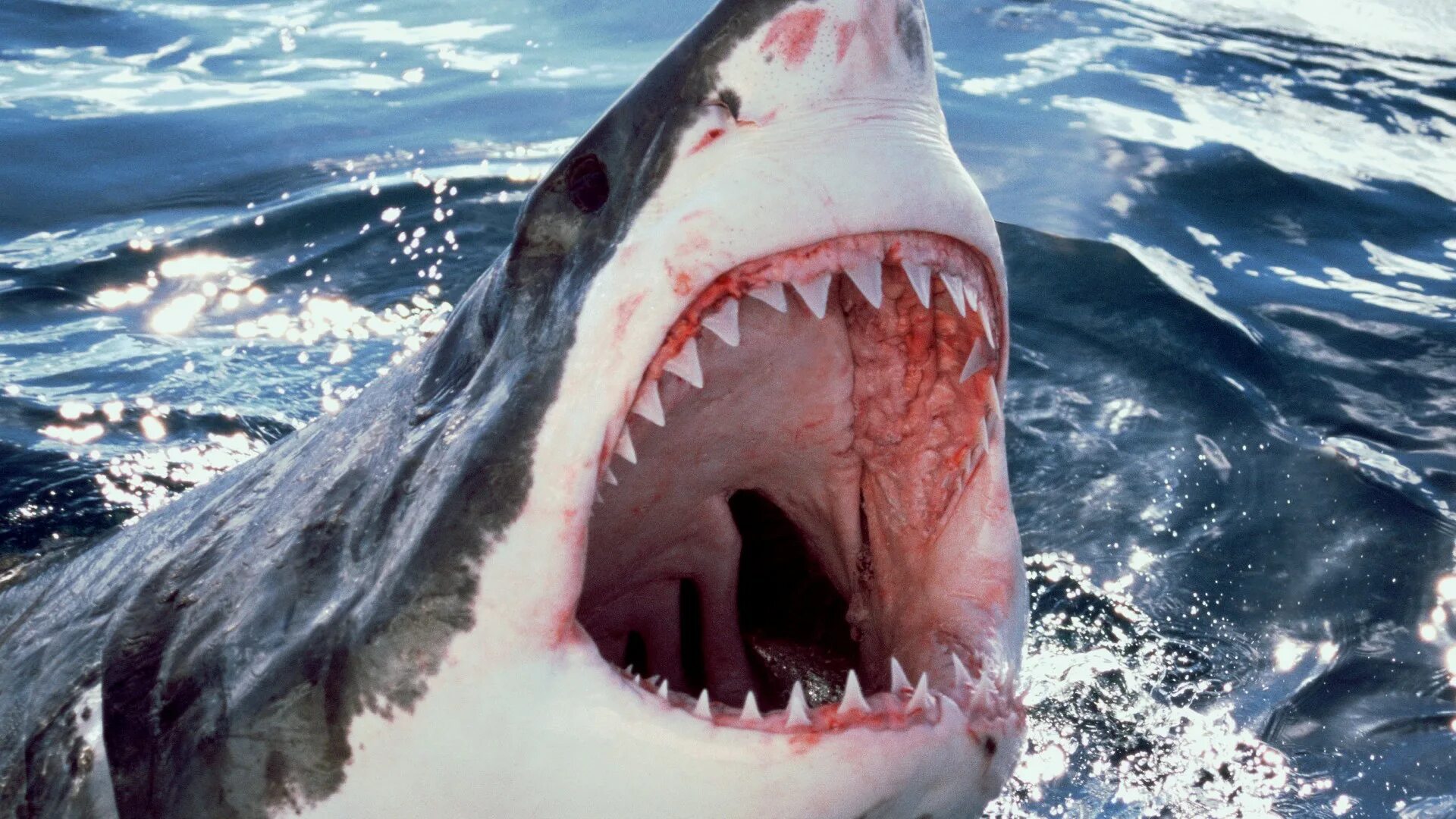 Белая акула кархародон. Great White Shark , Carcharodon carcharias,. Белая акула людоед кархародон. Кархародон МЕГАЛОДОН зубы. Самая большая пасть