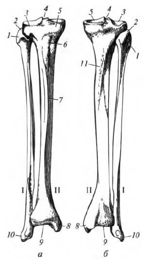 Большеберцовая кость и малоберцовая кость анатомия. Большая берцовая кость анатомия. Малоберцовая кость анатомия. Анатомия большой берцовой кости.
