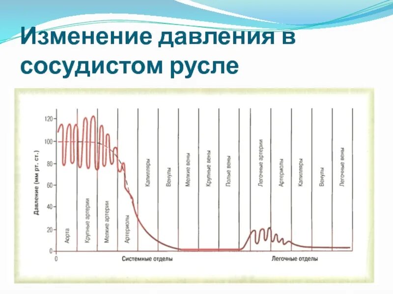 Как изменяется давление с возрастом. Изменение давления. как меняется давление у человека в течение суток. динамика ад в течении суток. распределение давления в сосудистом русле.