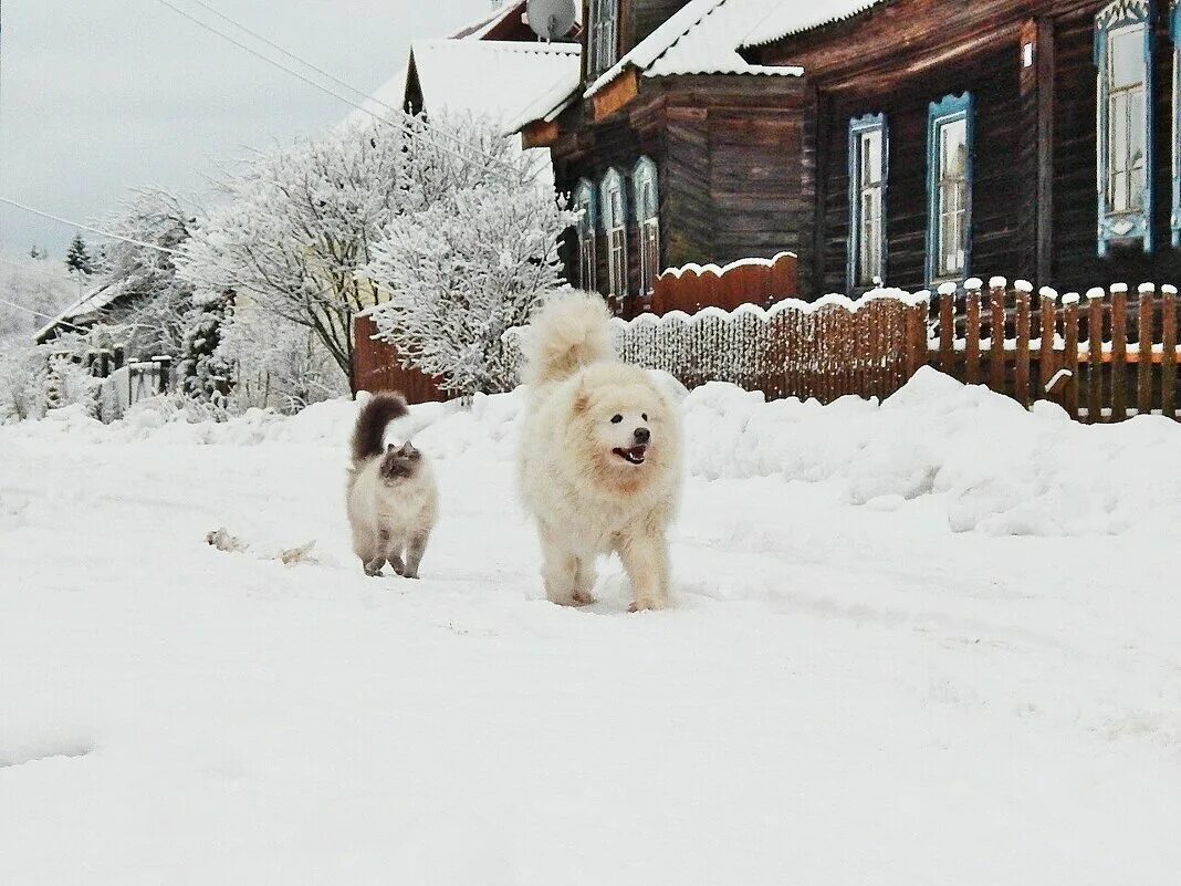 Щенок. Собака в деревне. Деревня собачка пермский край. Деревня собачки. Собачка дворняжка.