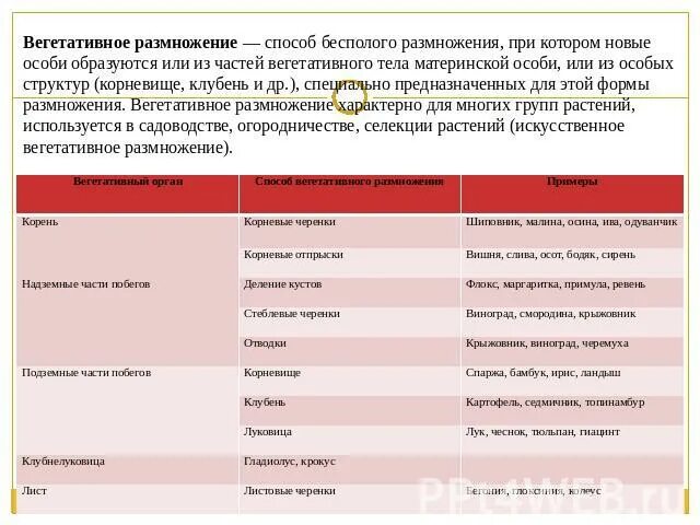 Заполнить таблицу вегетативное размножение. Способы вегетативного размножения растений таблица. Способы вегетативного размножения 6 класс биология таблица. Способы вегетативного размножения растений 6 класс биология таблица. Способы вегетативного размножения растений таблица с примерами.