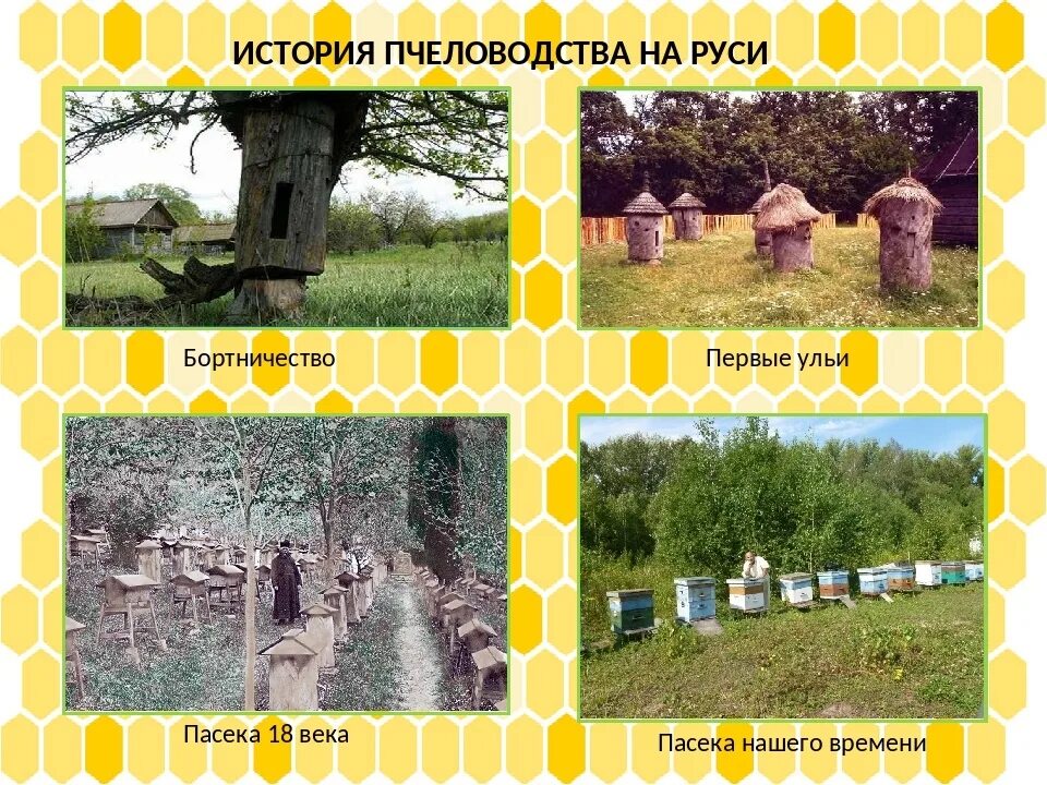 Пчеловодство у восточных славян предшествовало. История пчеловодства. история возникновения пчеловодства. бортничество это в древней руси. пчеловодство в древности.