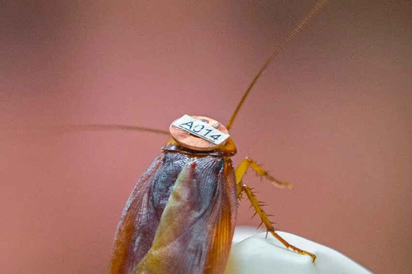 тут таракан там таракан