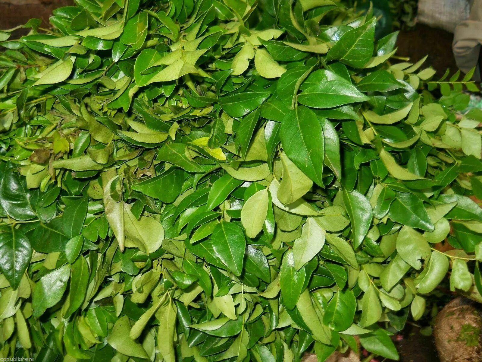 Трава радичио. Листья карри. Салат латук листовой. Сок листьев кока. Горчица сарептская салатная красный бархат.