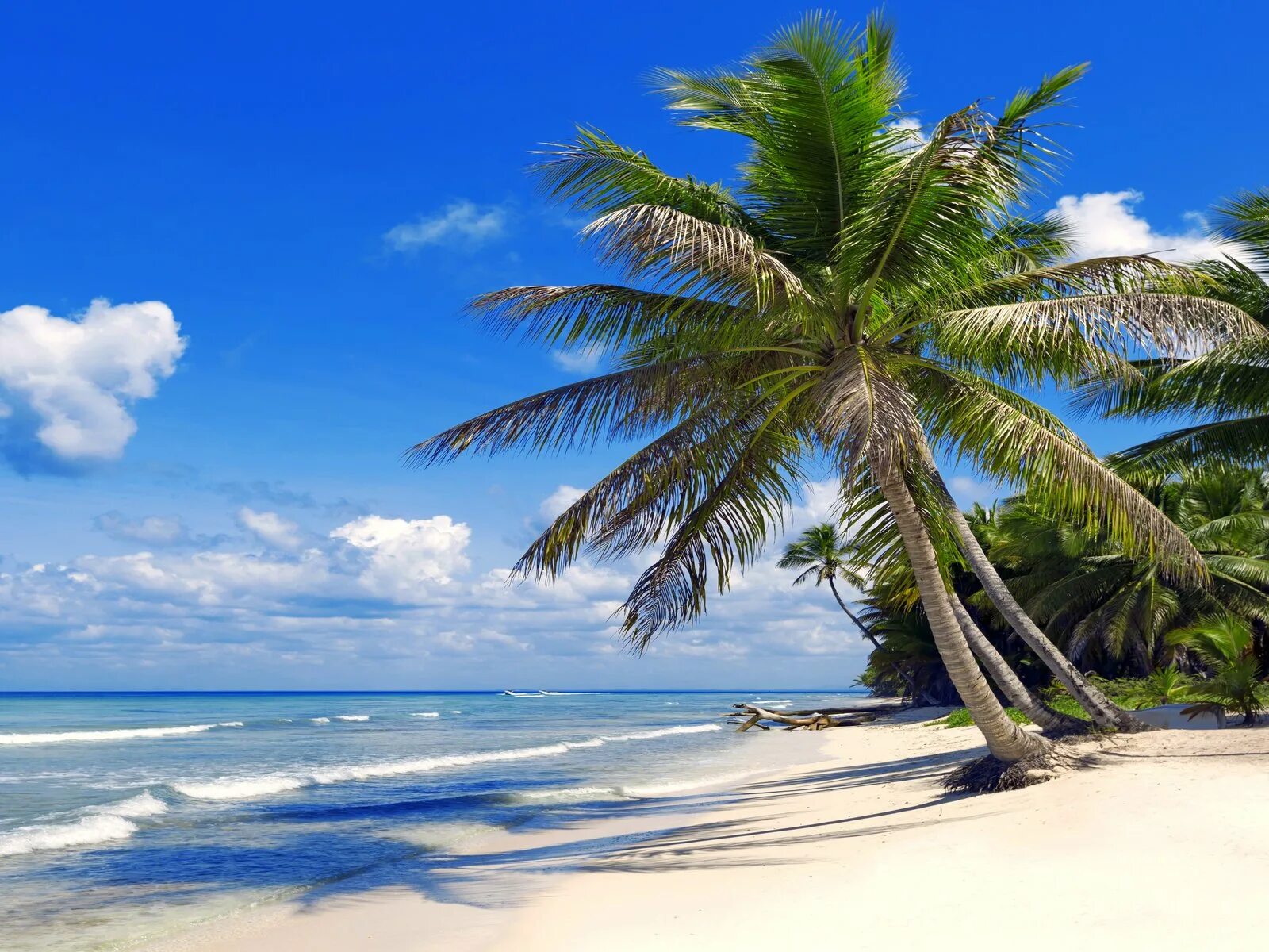 Парадиз остров Карибского моря. Море пляж. Пляж с пальмами. Пальмы и океан.